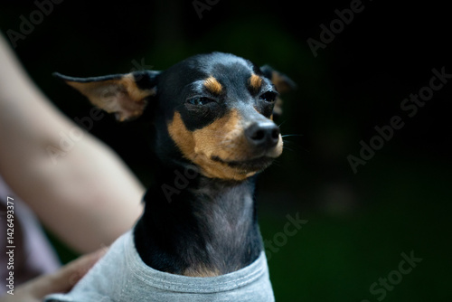 Miniature pinscher in the park. Selective focus. Shorthair.