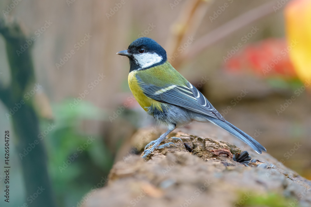 Fototapeta premium Close up Great tit, Parus major sitting at the forest waterhole . 