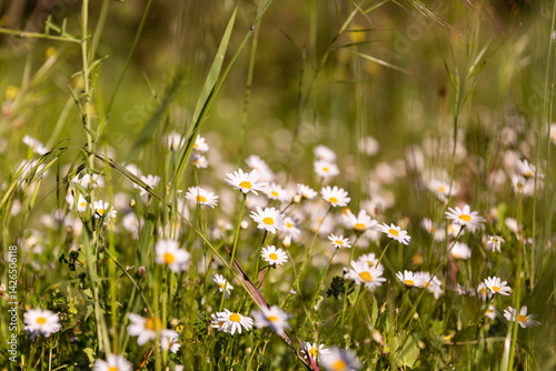 Pâquerettes blanches en gros plan dans une prairie sauvage