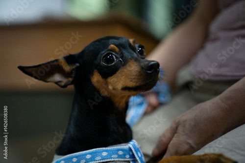 Miniature pinscher in the park. Selective focus. Shorthair.