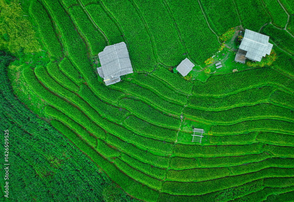 Vibrant rural landscape of Thailand with traditional homes, winding footpaths, and green rice terraces under a soft sky, ideal for promoting homestays, eco living, and sustainable agriculture.