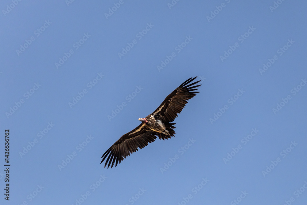 Naklejka premium Lappet faced vulture (Torgos tracheliotos) in flight, against a bright blue sky in the kruger national Park, South Africa.