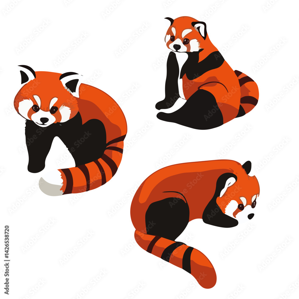 Fototapeta premium Little panda, animal, vector, transparent background, red panda, ailurus fulgens, ailurus, various
