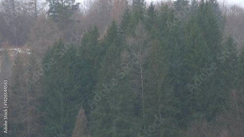 White snow falling on a spruce forest in winter, Carpathian Mountains landscape. Snowy pines, green fir trees with fog in the Carpathians. Scenic wood view. Village in Transcarpathia, Ukraine, Europe.