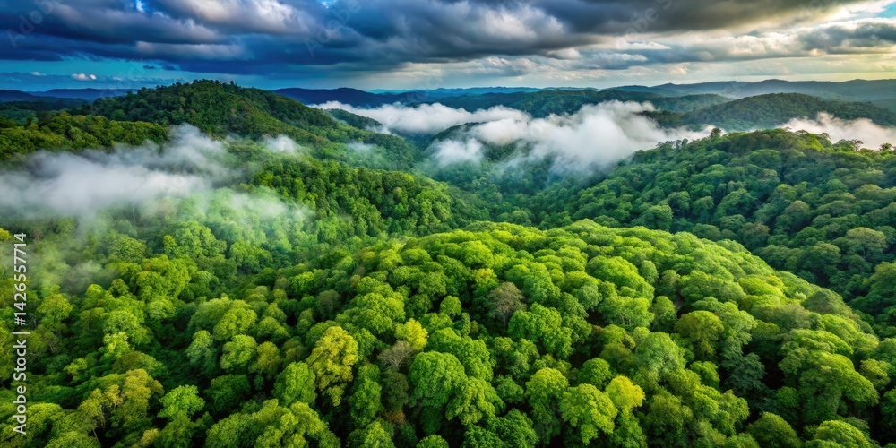 Aerial Night Forest Photography: Lush Green Canopy, Cloud Cover, Nature Diversity Aerial Night Forest Photography: Lush Green Canopy, Cloud Cover, Nature Diversity