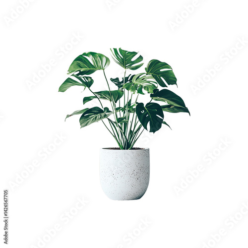 Wallpaper Mural Lush Monstera Deliciosa Plant in a Stylish White Pot isolated on transparent background Torontodigital.ca