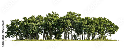 Isolated tropical forest patch with diverse vegetation including palm trees and dense foliage against transparent background, creating a self-contained miniature ecosystem display