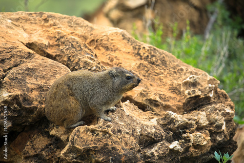 Common Rock Hyrax - Procavia capensis, small mammal from African hillls and mountains, Namibia.