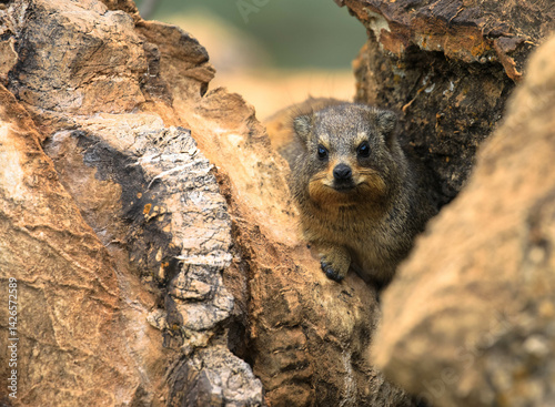 Common Rock Hyrax - Procavia capensis, small mammal from African hillls and mountains, Namibia.