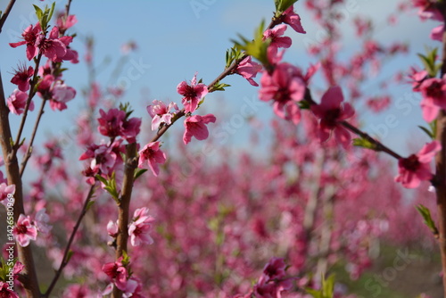 nectarines bloom israel