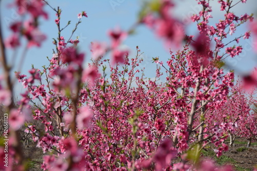 nectarines bloom israel