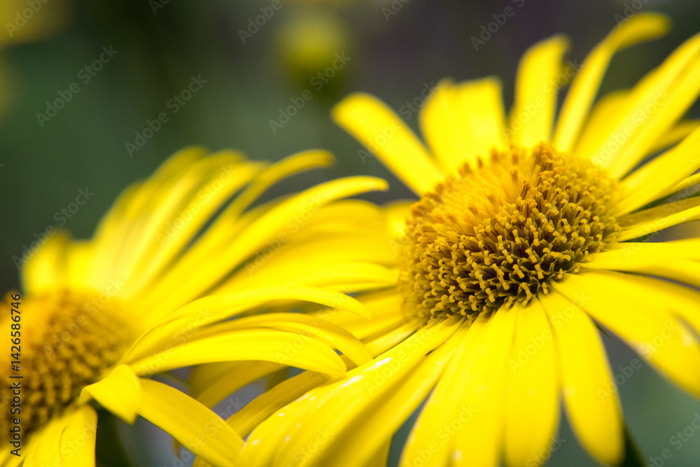 Yellow flowers in the garden.