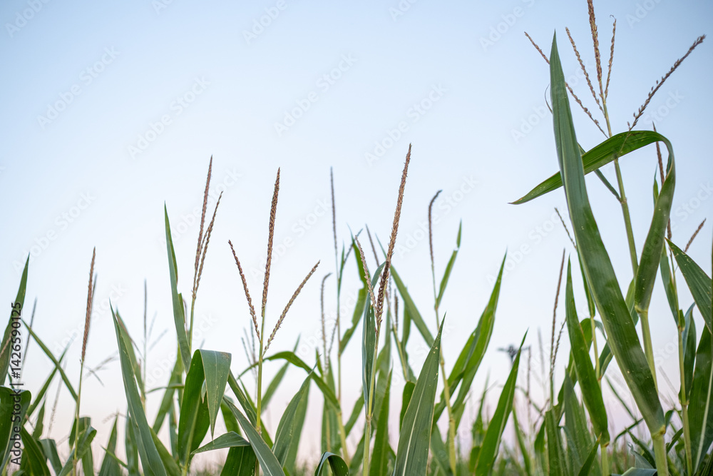 Obraz premium detail of maize plants against a bright sky from below