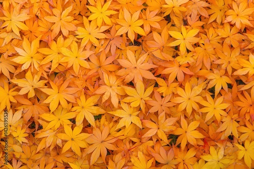 Autumn foliage carpet.  A vibrant display of fallen, fiery orange maple leaves photo