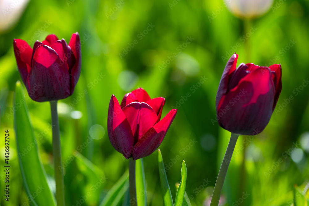 Fototapeta premium The dark red tulips against the sunlight. Delicate plants with intensely colored petals in a flower bed in April. Close-up with fine translucent structures and selective sharpness. Green background.