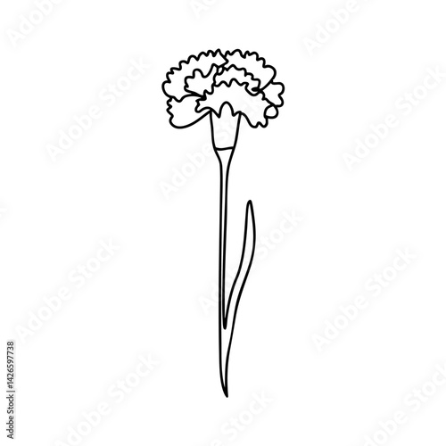 carnation