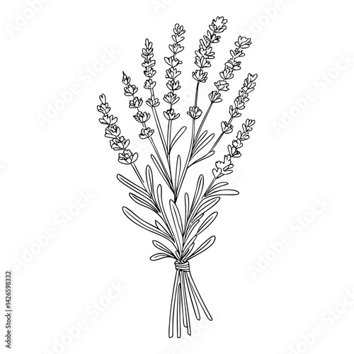 lavender