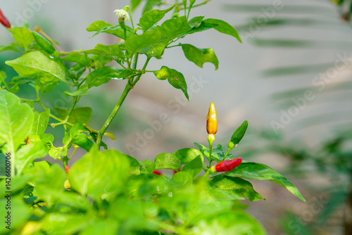 Ripe orange and green chili pepper plant with drop of water grows in morning at home garden. Bird's Eye Chilli tree.