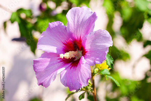 purple flower close up