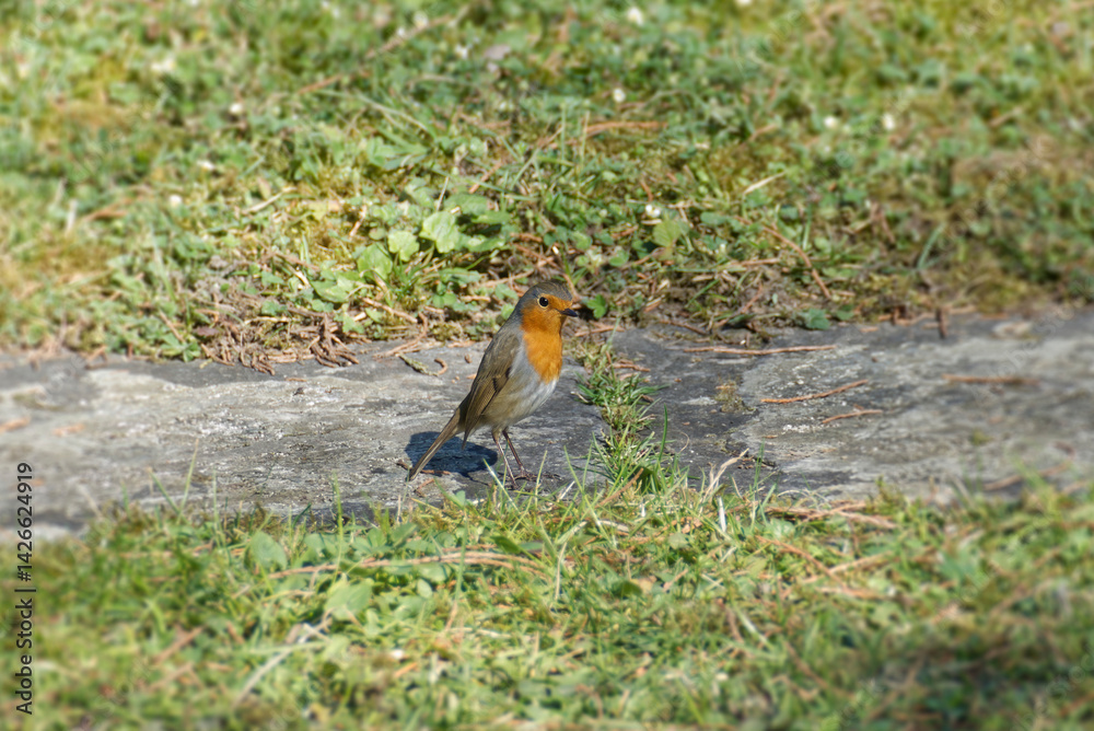 European robin (Erithacus rubecula) sitting on stone path in Zurich, Switzerland European robin (Erithacus rubecula) sitting on stone path in Zurich, Switzerland
