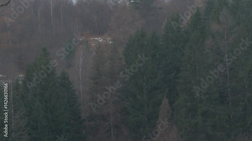 White snow falling on a spruce forest in winter, Carpathian Mountains landscape. Snowy pines, green fir trees with fog in the Carpathians. Scenic wood view. Village in Transcarpathia, Ukraine, Europe.