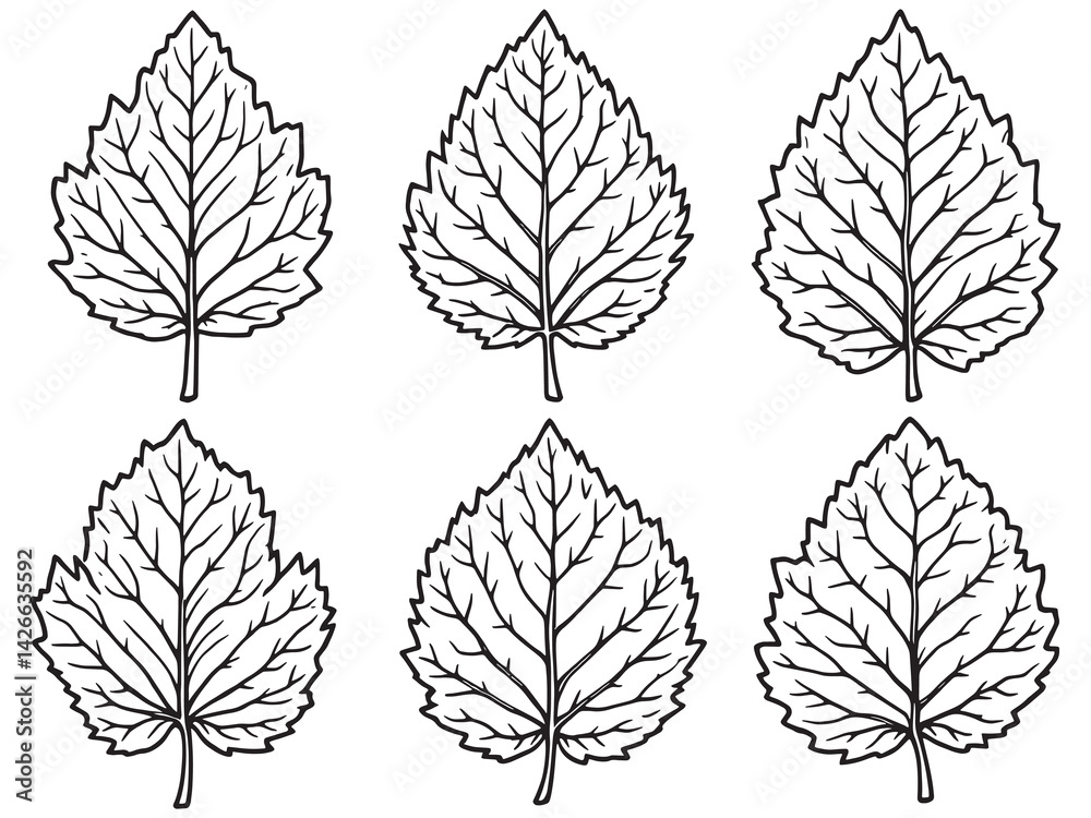 Fototapeta premium Chestnut leaf line art intricate illustration of seasonal tree leaf