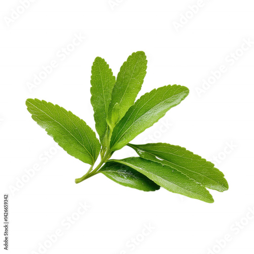 Fresh Natural Stevia Sweet Leaves