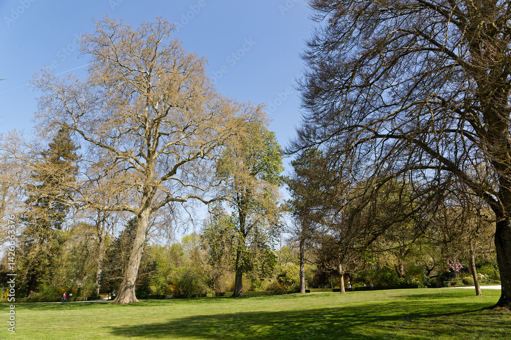 Fototapeta premium Arbres dans le parc