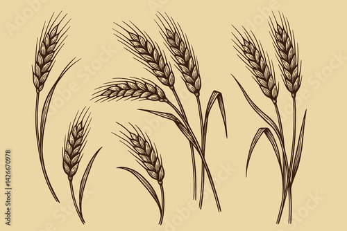 Wheat ears illustration in vintage engraving style on beige background