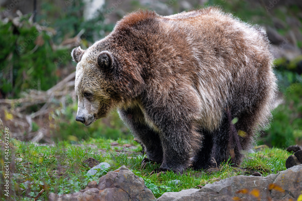 North American Brown Bear (Ursus arctos horribilis)