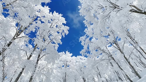 Snow Covered Trees Against a Clear Blue Sky Winter Forest