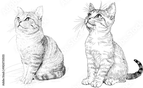Detailed vector illustration of two curious cats showcasing distinct postures and expressions for art lovers and feline enthusiasts