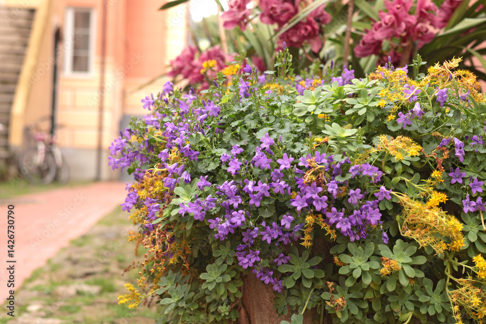 Fototapeta premium Old street in Italian village with spring violet flowers in pot. Nature and garden. Seasons and nature. Background for design.