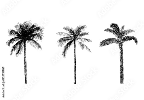The intricate details of coconut palm trees are meticulously illustrated by hand on a clean white background