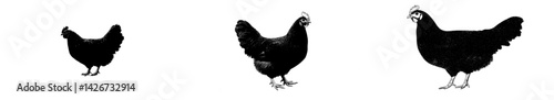 The image features a chicken and a hen in a vintage retro style, with a sketch created using ink and pencil, reminiscent of old school engravings
