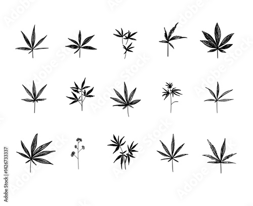 Natural cannabis leaves are showcased in a rustic illustration, featuring a detailed, modern engraving style with elements of a vintage woodcut design on a white background, highlighting hemp plant
