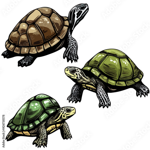 turtle, reptile, vector, transparent background, various