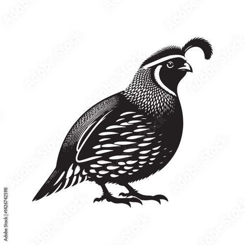 California quail Vector - Minimalist California quail Silhouette - Illustration of California quail - Black and White California Quail Design.