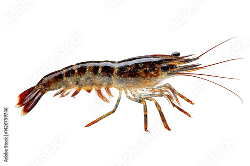 Wallpaper Mural Detailed shrimp close up view on transparent background Torontodigital.ca