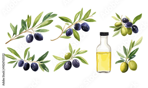 Watercolor Olive Branches and Oil Bottle Illustration for Harvest Season Clipart