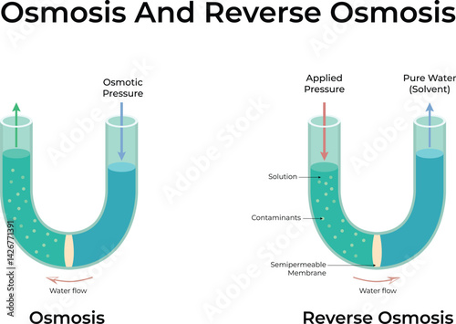 Osmosis and Reverse Osmosis Design Vector Illustration