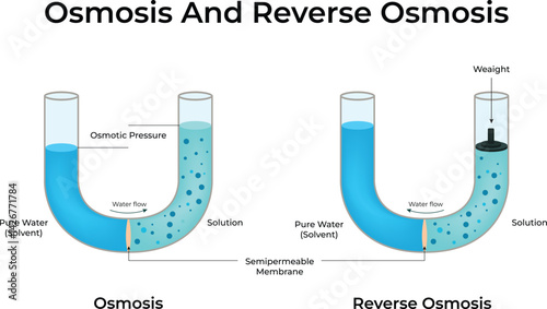 Osmosis and Reverse Osmosis Design Vector Illustration