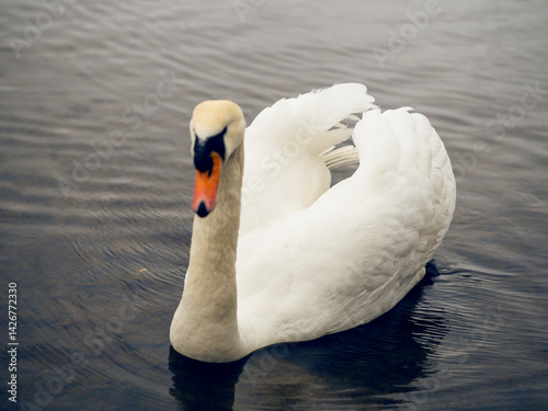 Adult swan in a dark river water. Strong and gracious animal in natural environment.