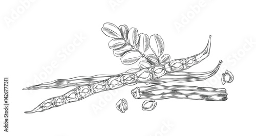 Vector black and white sketch of moringa oleifera branch with leaves and seeds.