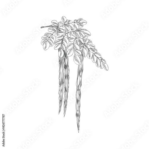 Moringa plant. Vector sketch of a branch with leaves and seeds in black and white.