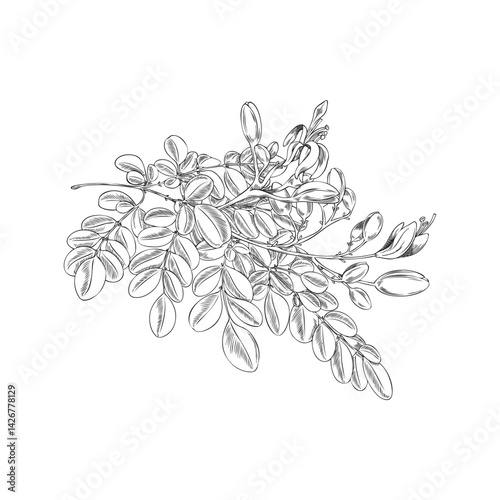 Vector Black and White Sketch of Moringa Oleifera Branch with Leaves and Flowers.