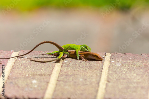 Green anole (Anolis carolinensis) during mating, knows as Carolina anole, Carolina green anole, etc.  United States and sometimes referred to as the American chameleon. photo