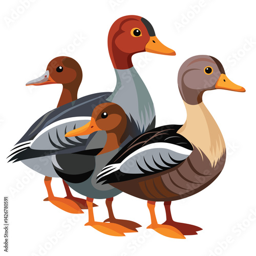 Gadwall birds set isolated shilhotee vector on white background