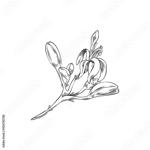 Vector black and white illustration of moringa tree branch with flowers.