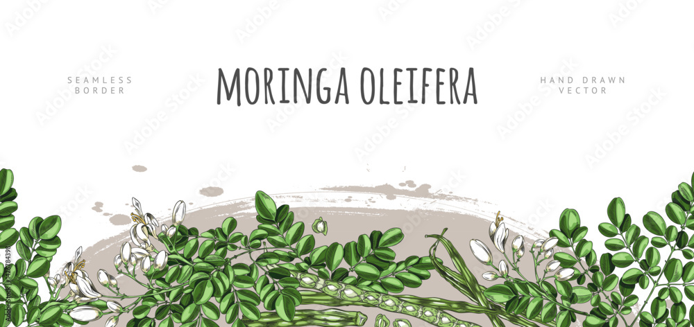 Moringa oleifera sketch vector seamless border design, hand drawn green leaves and white flowers, pods seeds, superfood